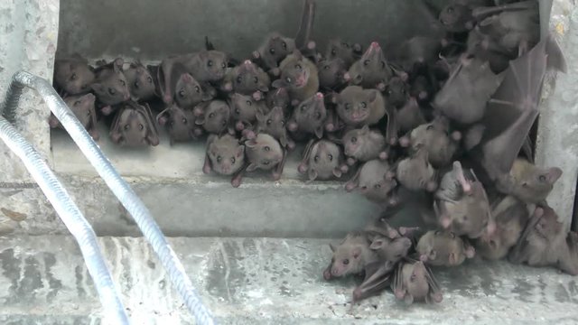 Fruit bats find shelter in the rubble