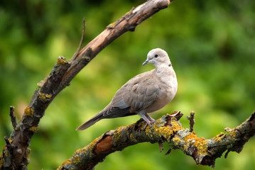 Naklejka na ściany i meble Collared dove or Streptopelia decaocto on branch