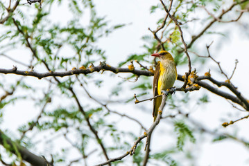 Young Eurasian Golden Oriole or Oriolus oriolus