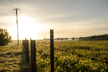 Barbed Wire Grassland Evening 2