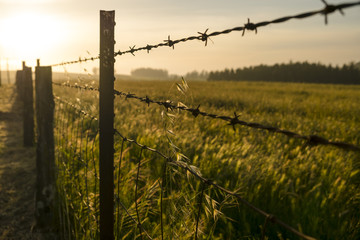 Obraz premium Barbed Wire Grassland Evening