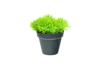 Small tree plant in black flower pot isolated on white background.