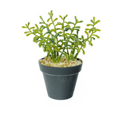 Set of small tree plant in black flower pot isolated on white background.