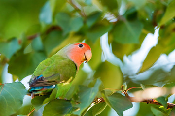 Rosy-faced lovebird perches on branch close up