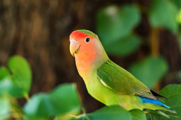 Rosy-faced lovebird perches on branch close up