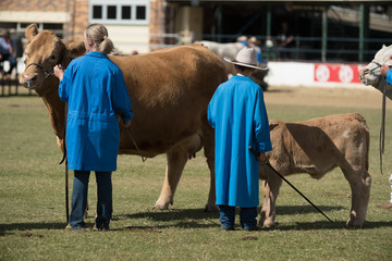 animal judging at a show
