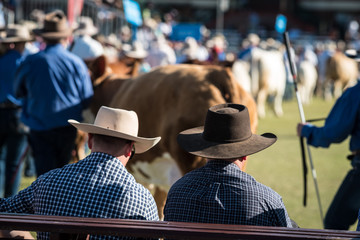 watching the animal judging at a rural show