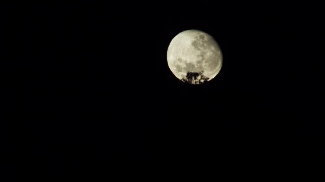 Timelapse - Full moon passing behind the trees in telephoto shot, extreme close-up. Florian&oacute;polis, Santa Catarina / Brazil