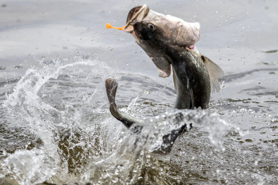 Barramundi jumps into the air when it is hooked by a angler in the fishing tournament