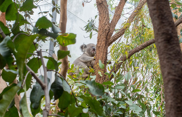 オーストラリア ワイルドライフ・シドニーのコアラ