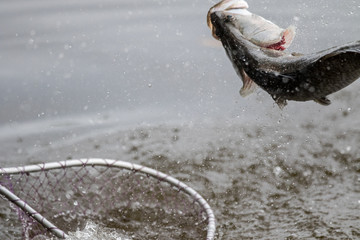Barramundi jumps into the air when it is hooked by a angler in the fishing tournament