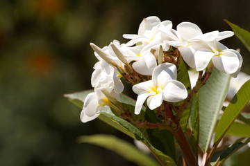 Close up California Flowers