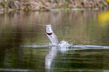 Barramundi jumps into the air when it is hooked by a angler in the fishing tournament