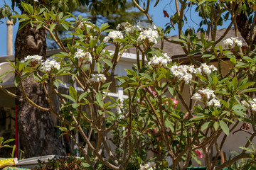Close up California Flowers