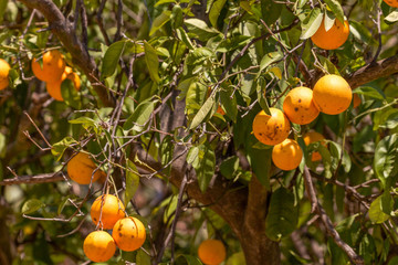 Oranges