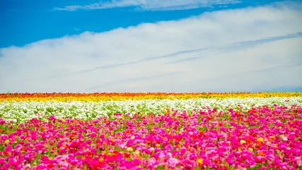 Gordijnen Beautiful flowers growing in a field © Shane Thompson