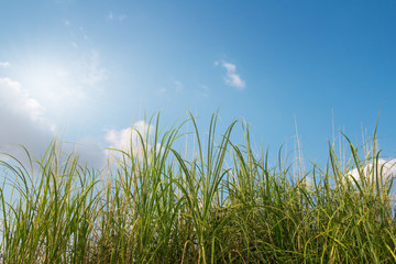 Fototapeta na wymiar green grass with blue sky. sunny spring background.