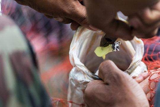 Angler use a pair of long-nosed pliers or scissors to reach into the fish's mouth.