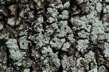 Corteza de  Árbol