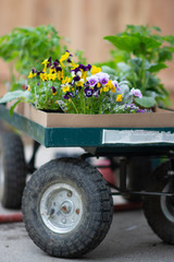 Green Garden cart with flower starts