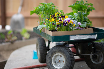 Fototapeta premium flowers on garden cart ready to plant