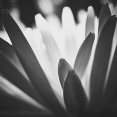 Dreamy macro black and white flowers