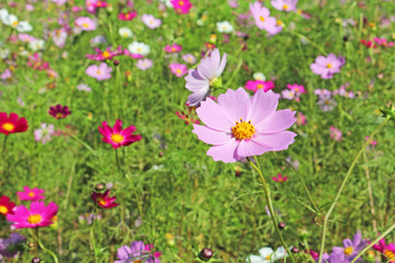コスモス畑