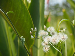 Mini dandelion (taraxacum erythrospermum) in the park.