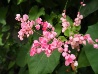 Pink flower in the park.