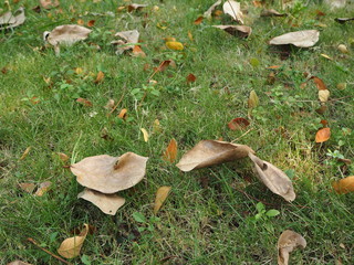 Dried leaves fall on the grass.