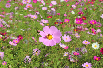 コスモス畑