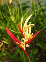 Parakeet flower (heliconia psittacorum) in the park.