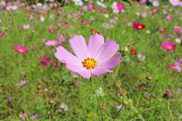 コスモス畑
