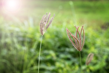 Beautiful grass bents on the background of Green nature
