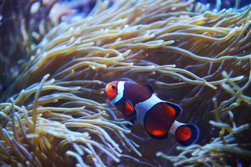 Naklejka na ściany i meble colorful clown fish in the coral reef