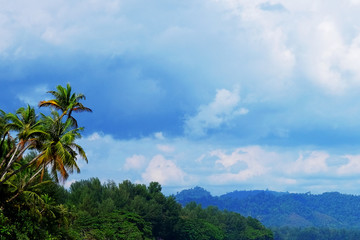 Fototapeta na wymiar Palm tree and blue sky pattern, Thailand. Concept: travel destination, exotic place