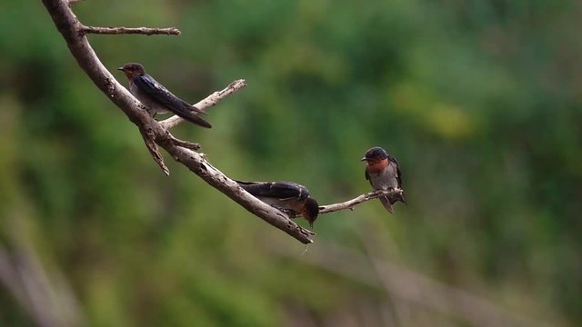 Beautiful birds talking ,natural blurred background. Pacific swallow perching on dead tree beside big lake opening mouth talking to young bird at sunset,hd video slow motion.