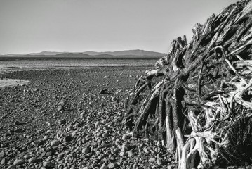 Dramatic black and white photo of exposed sun bleached root stumps on the beach