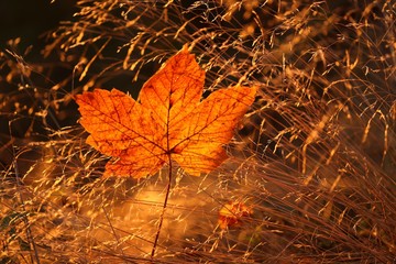 Autumn. autumn leaf in field grass in bright sunlight at dawn. Autumn golden natural plant...