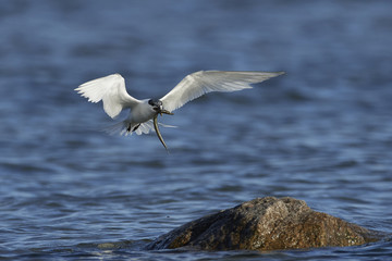 Sandwich tern (Thalasseus sandvicensis)