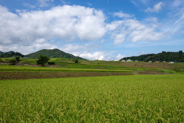 Landscape of countryside,green rice fields,Toon city,Ehime,Shikoku,Japan