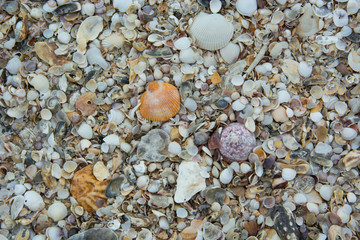 Sea shells near the beach.