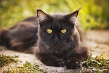 Portrait of a black cat in the grass in summer Outdoor