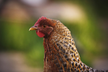 Portrait of an outdoor summer chicken