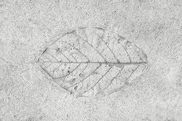 marks of leaf on the gray concrete background