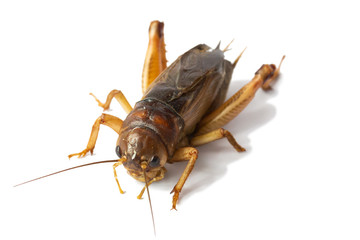Big brown cricket insect isolate on white background
