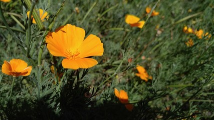 Fototapeta premium yellow flower