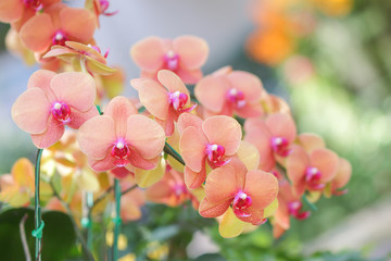 Pink orchid flowers