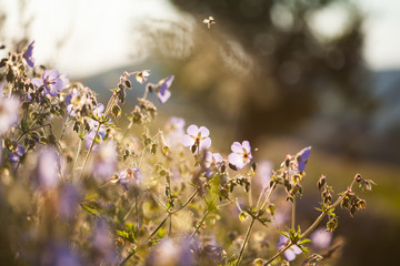 Summer field of flowers