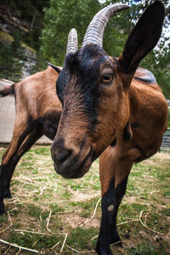 cabras 03